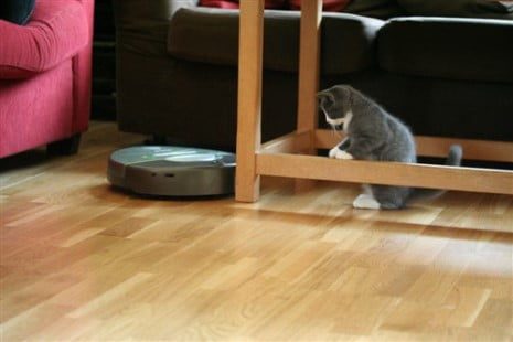 Cat playing with a quiet robotic vacuum cleaner