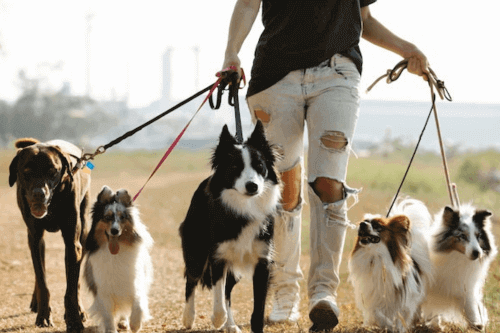 Jobs That Pay $30 An Hour Or More Without A Degree - Dog Walker